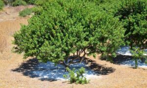 Drzewo mastiki, grafika wiodąca do artykułu mastika właściwości