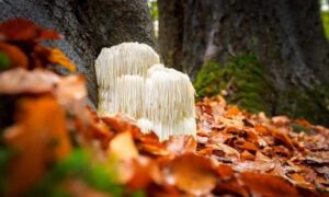 grzyb soplówki jeżowatej