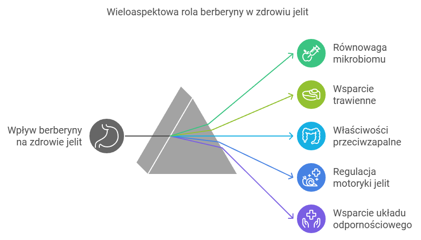 wpływ berberyny na jelira