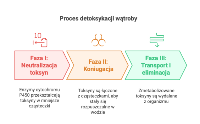 fazy detoksykacji wątroby