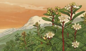 ashwagandha, grafika wiodąca do artykułu ashwagandha na co pomaga w zdrowiu