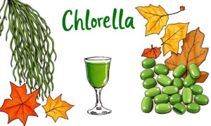 chlorella grafika wiodąca do artykułu chlorella opinie lekarzy