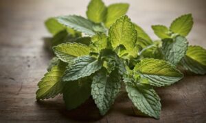 liście melisy, grafika wiodącą do artykułu na temat melisa właściwości zdrowotne