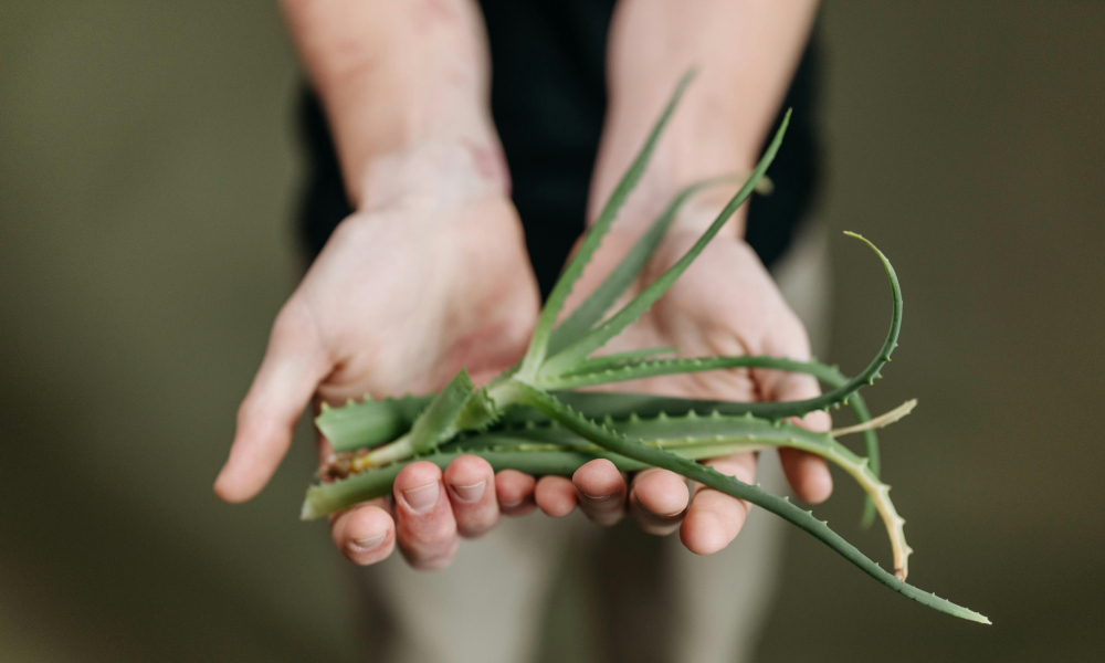 kobieta trzymająca w dłoniach liście aloesu