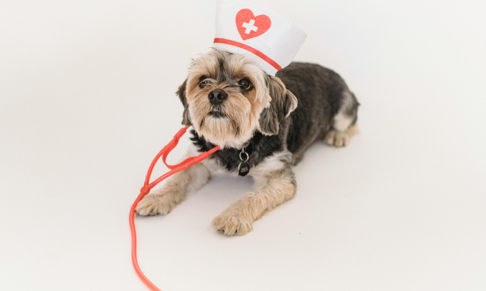 pies w stroju pielęgniarki