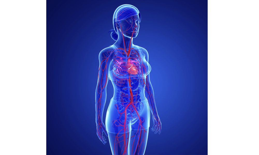 żeński układ krążenia