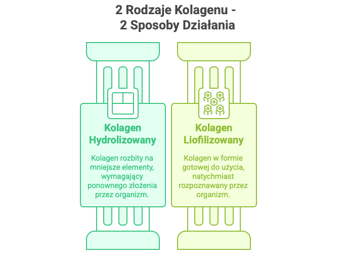2 rodzaje kolagenów - grafika