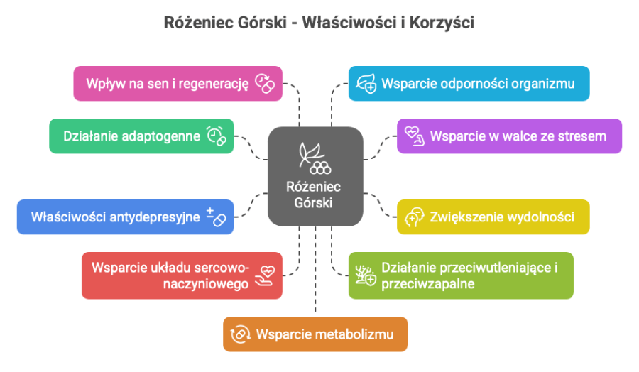 Właściwości różeńca górskiego - infografika