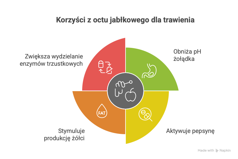 ocet jabłkowy i trawienie - infografika