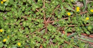 Portulaka pospolita